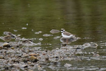 2021年5月7日(金) 窪田水辺の楽校の野鳥観察記録