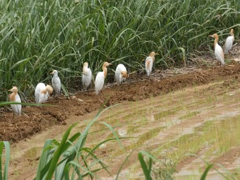 アマサギ 与論 2021年5月8日(土)