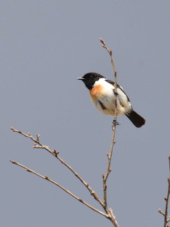 2021年5月3日(月) 高ボッチ高原(長野県塩尻市)の野鳥観察記録