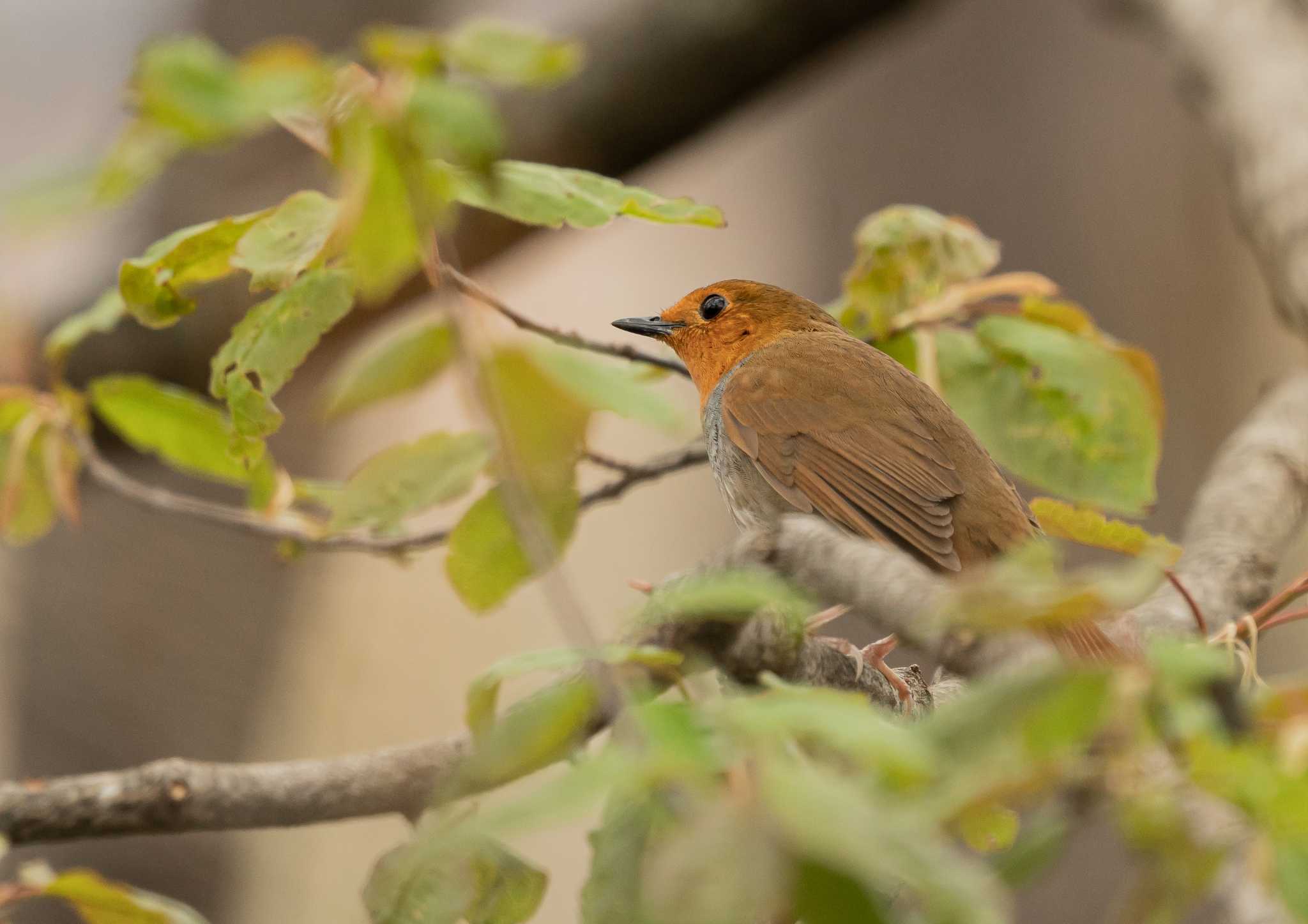 Photo of Japanese Robin at  by 倶利伽羅