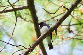 オオルリ 愛知県 2021年5月10日(月)