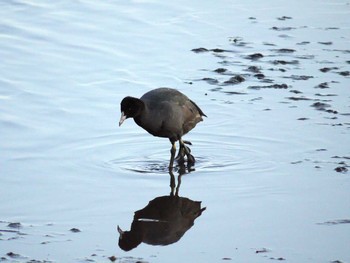 2017年1月21日(土) 大沼(宮城県仙台市)の野鳥観察記録