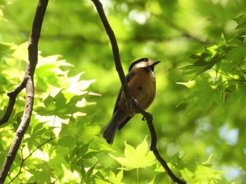 ヤマガラ 菅山寺 2021年5月10日(月)