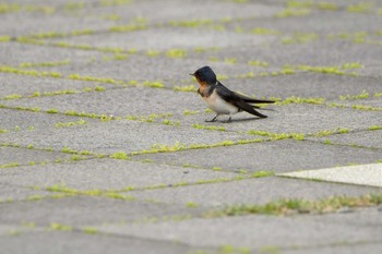 Barn Swallow 加茂レインボービーチ Sun, 5/9/2021