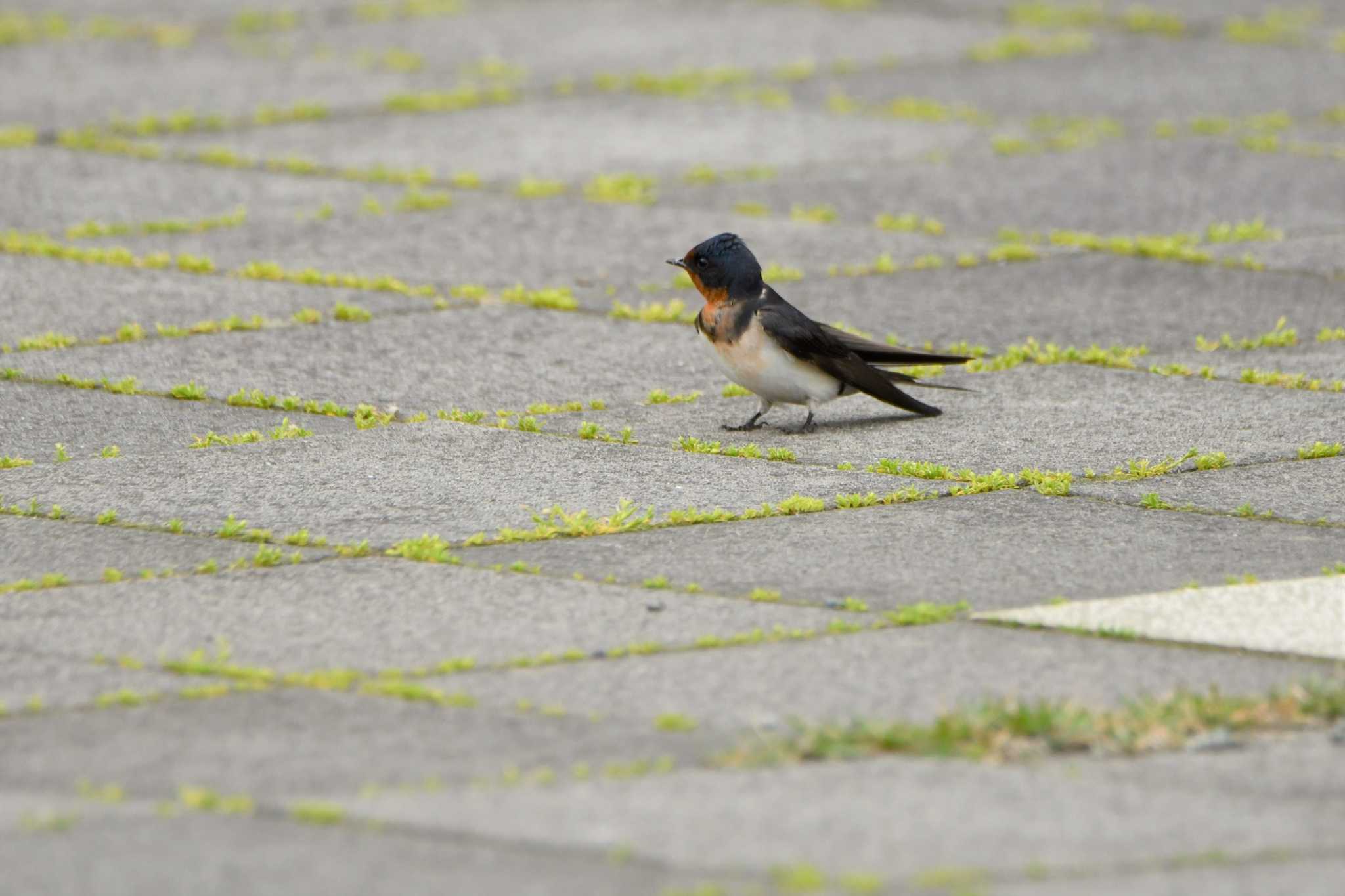 Barn Swallow