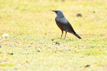 Blue Rock Thrush 加茂レインボービーチ Sun, 5/9/2021