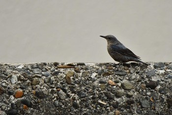 Blue Rock Thrush 加茂レインボービーチ Sun, 5/9/2021