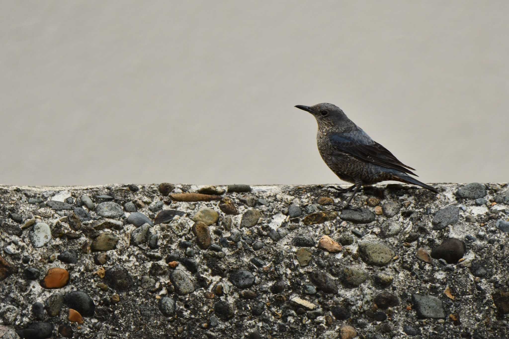 Photo of Blue Rock Thrush at 加茂レインボービーチ by のぶ