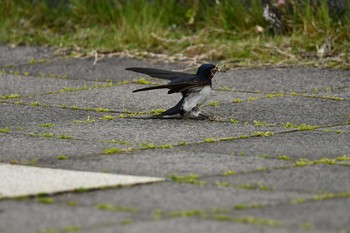 Barn Swallow 加茂レインボービーチ Sun, 5/9/2021