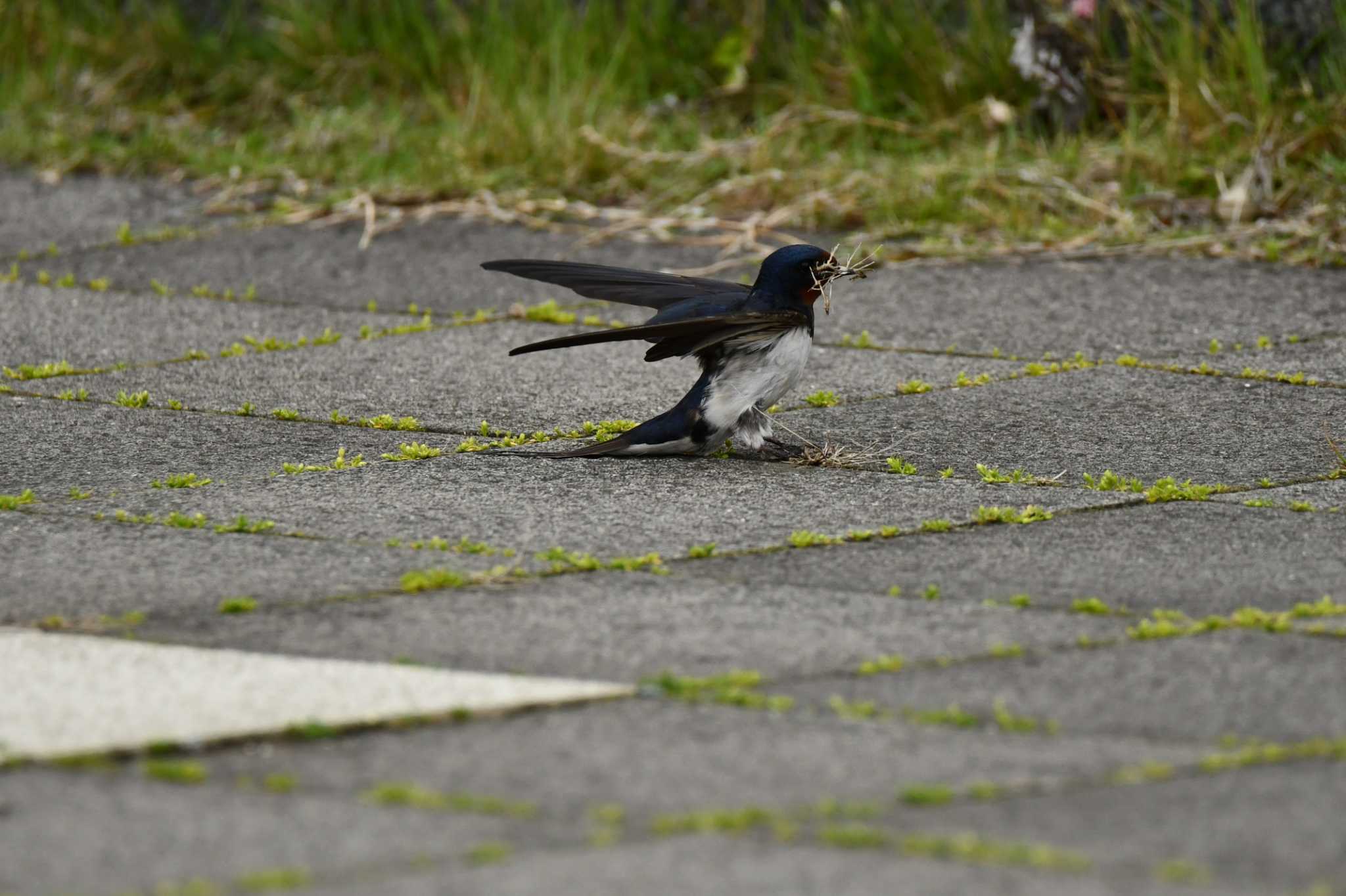 Photo of Barn Swallow at 加茂レインボービーチ by のぶ