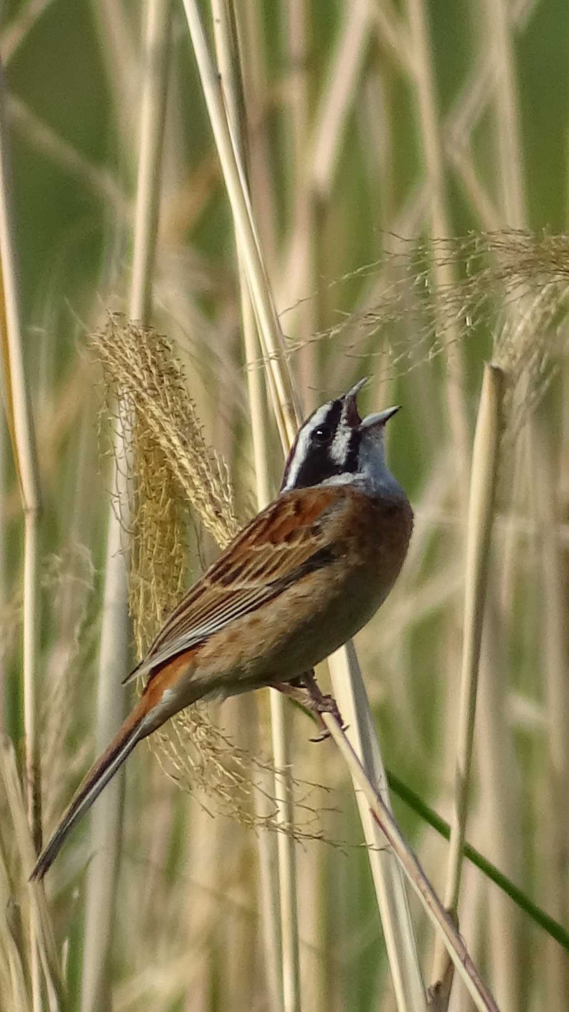 Photo of Meadow Bunting at 多摩川 by poppo