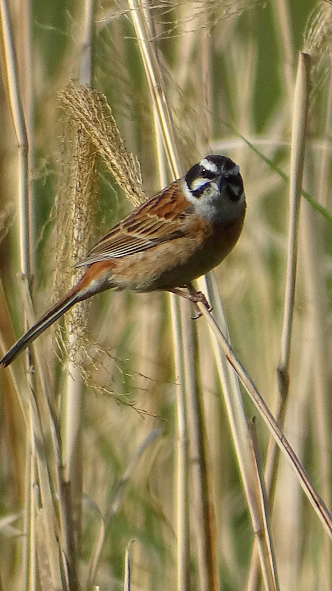 Meadow Bunting