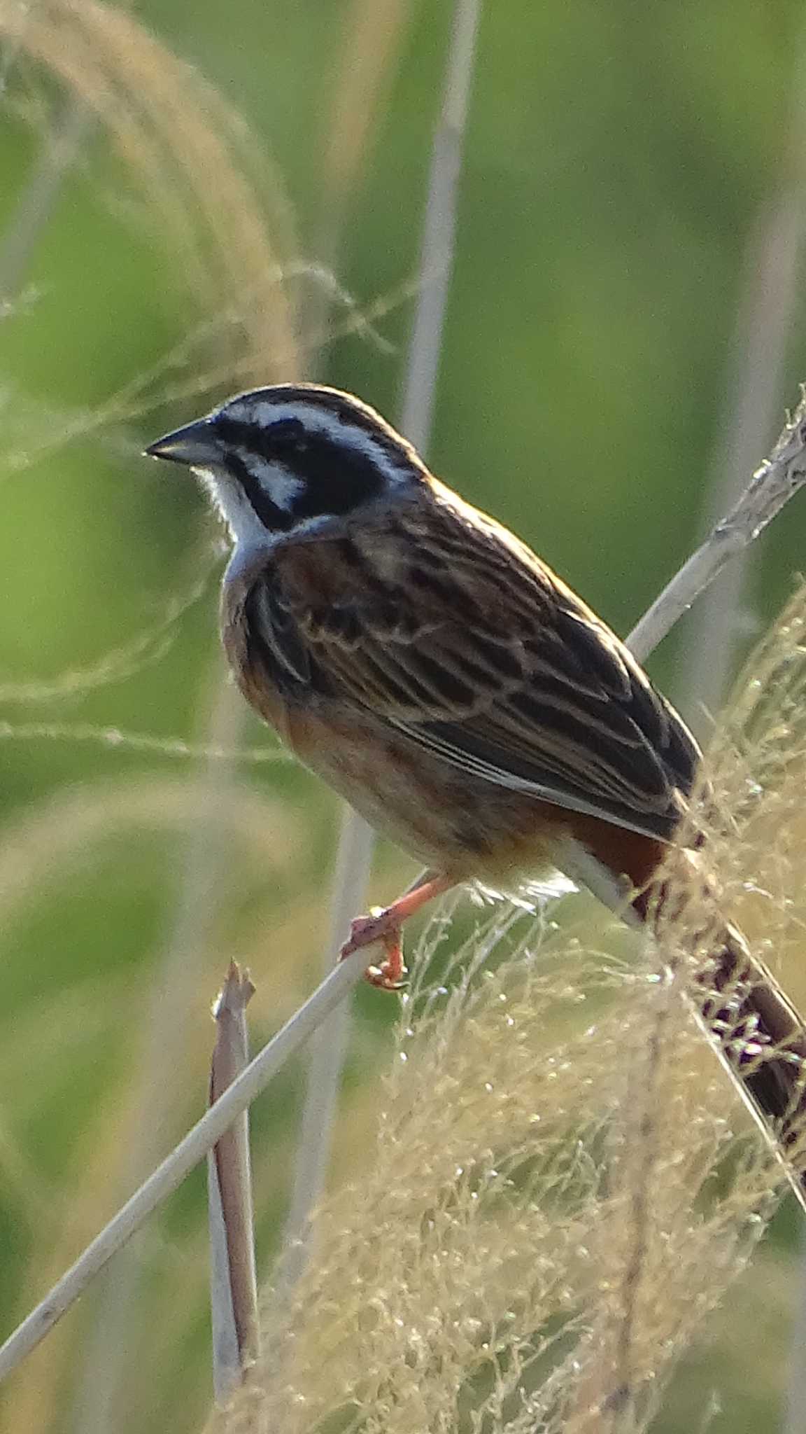 Meadow Bunting