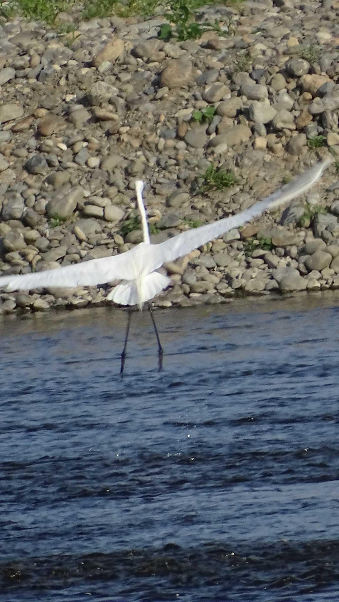 Great Egret