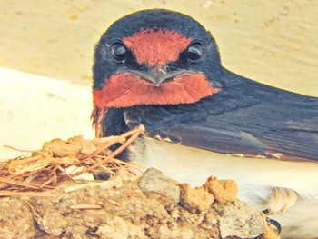 Barn Swallow 埼玉県飯能市 Mon, 5/10/2021