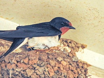 Barn Swallow 埼玉県飯能市 Mon, 5/10/2021