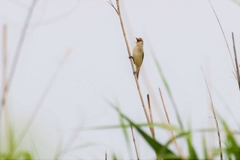 2021年5月10日(月) 邑知潟の野鳥観察記録