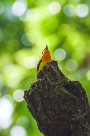 2021年5月8日(土) 秋ヶ瀬公園の野鳥観察記録