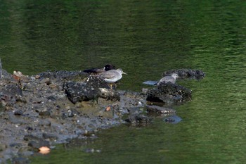 キアシシギ 長浜公園 2017年5月12日(金)