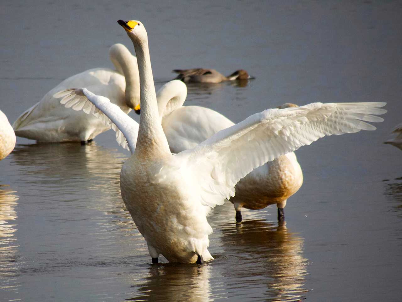 大沼(宮城県仙台市) オオハクチョウの写真 by ごりぺん