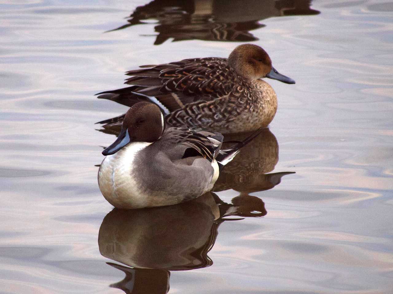 大沼(宮城県仙台市) オナガガモの写真 by ごりぺん