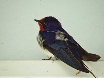 Barn Swallow 小机駅 Mon, 5/10/2021