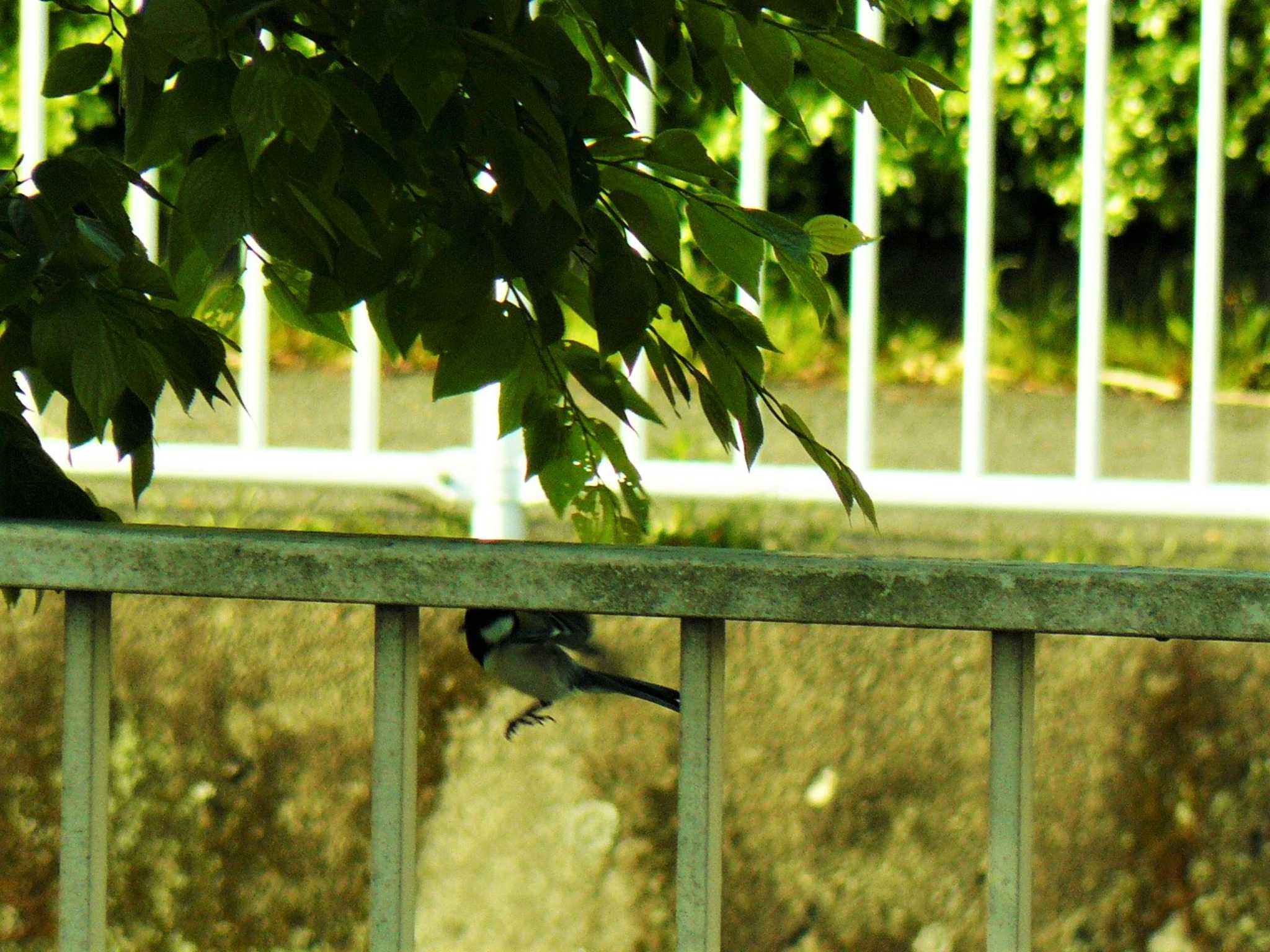 富岡並木ふなだまり公園 シジュウカラの写真 by koshi