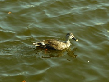 2021年5月1日(土) 富岡並木ふなだまり公園の野鳥観察記録