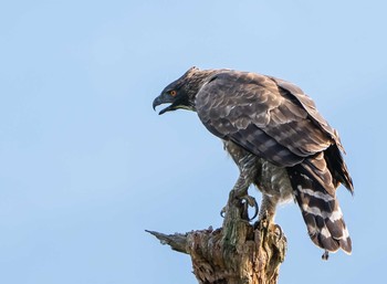 Mountain Hawk-Eagle Unknown Spots Mon, 9/14/2020