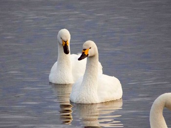 2017年1月22日(日) 大沼(宮城県仙台市)の野鳥観察記録