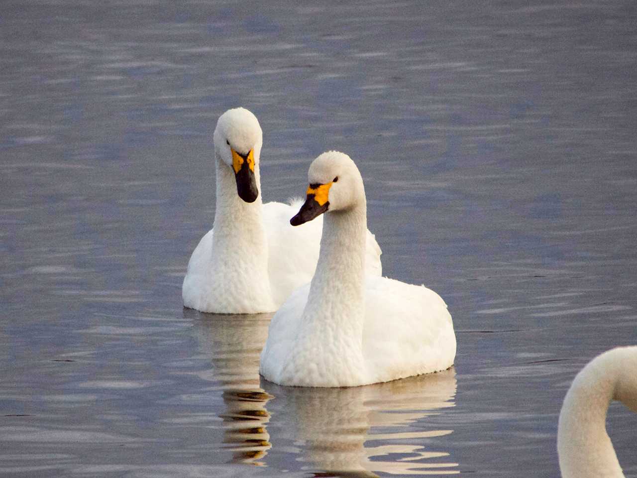 大沼(宮城県仙台市) コハクチョウの写真 by ごりぺん