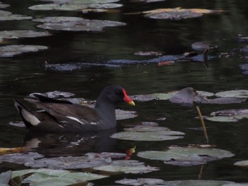 2021年5月10日(月) 石神井公園の野鳥観察記録