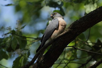 Chinese Sparrowhawk 中華人民共和国 湖北省 石頭尖 Sun, 5/9/2021