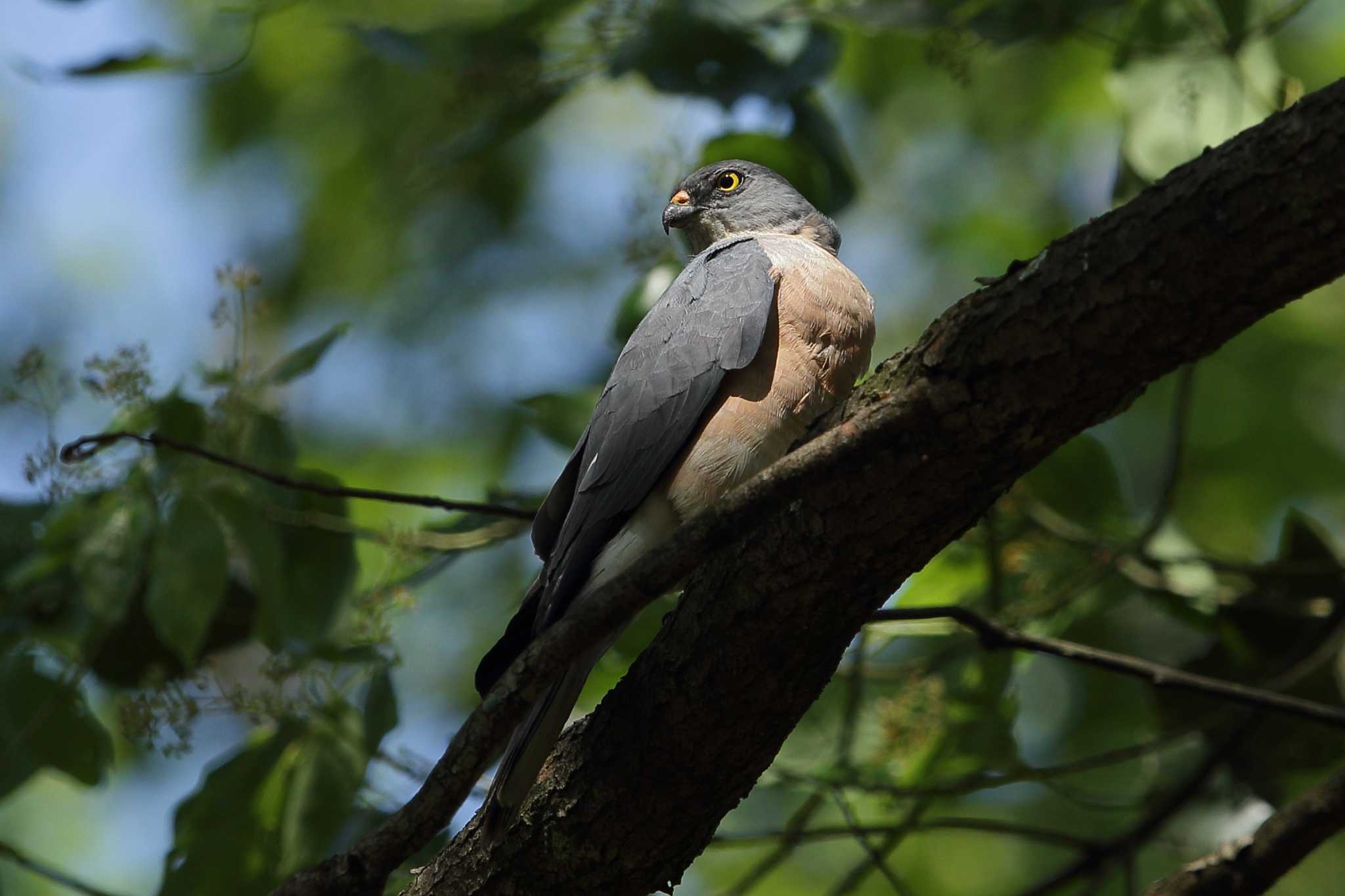 Photo of Chinese Sparrowhawk at 中華人民共和国 湖北省 石頭尖 by Hatamoto Akihiro