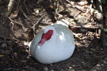 Unknown Species 沖縄県那覇市首里金城町 Tue, 4/20/2021