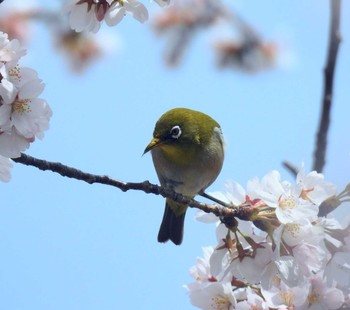 Warbling White-eye Lake Kawaguchiko Thu, 4/1/2021