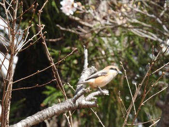 モズ 新倉山浅間公園 2021年4月1日(木)