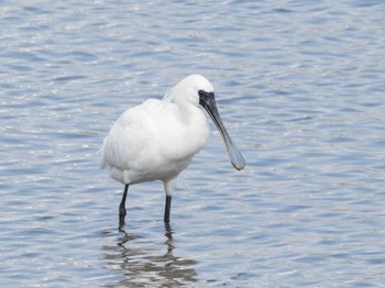 クロツラヘラサギ 葛西臨海公園 2021年4月3日(土)