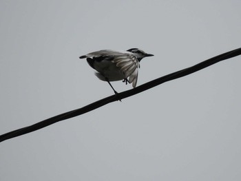 White Wagtail 巾着田 Sat, 5/8/2021