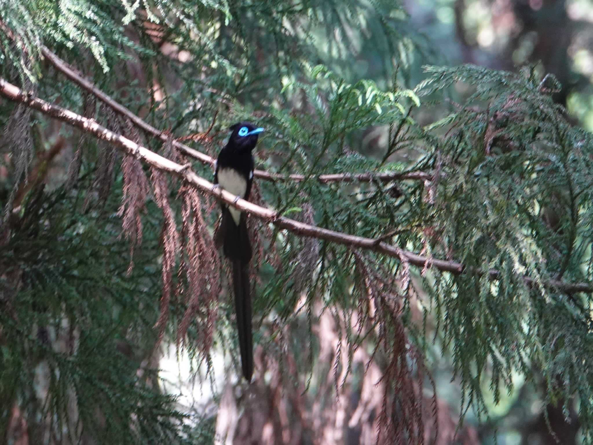 Photo of Black Paradise Flycatcher at 八王子城跡 by ぴろり