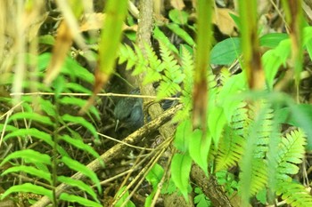 クロジ 砧公園 2021年4月27日(火)