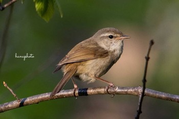 Japanese Bush Warbler 北海道 Sun, 5/9/2021