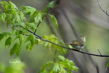 Eastern Crowned Warbler 北海道 Fri, 5/7/2021