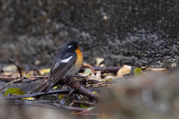 Mugimaki Flycatcher Tobishima Island Sun, 5/2/2021