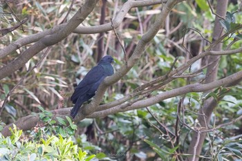 Black Wood Pigeon Tobishima Island Sun, 5/2/2021