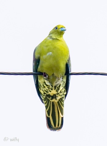 Ryukyu Green Pigeon Unknown Spots Wed, 5/5/2021