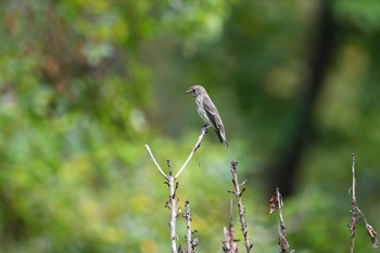 Grey-streaked Flycatcher 長居公園 Sat, 9/26/2020