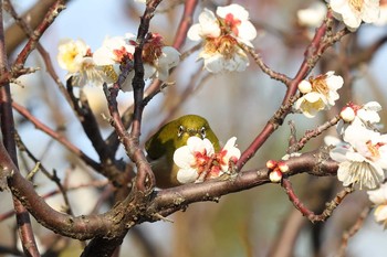 Warbling White-eye 須磨離宮公園 Sat, 2/20/2021