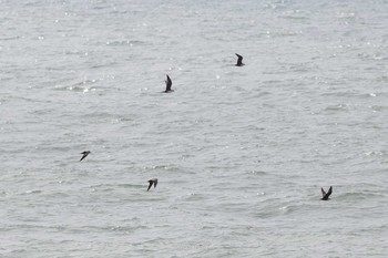 シロハラトウゾクカモメ 飛島航路 2021年4月30日(金)