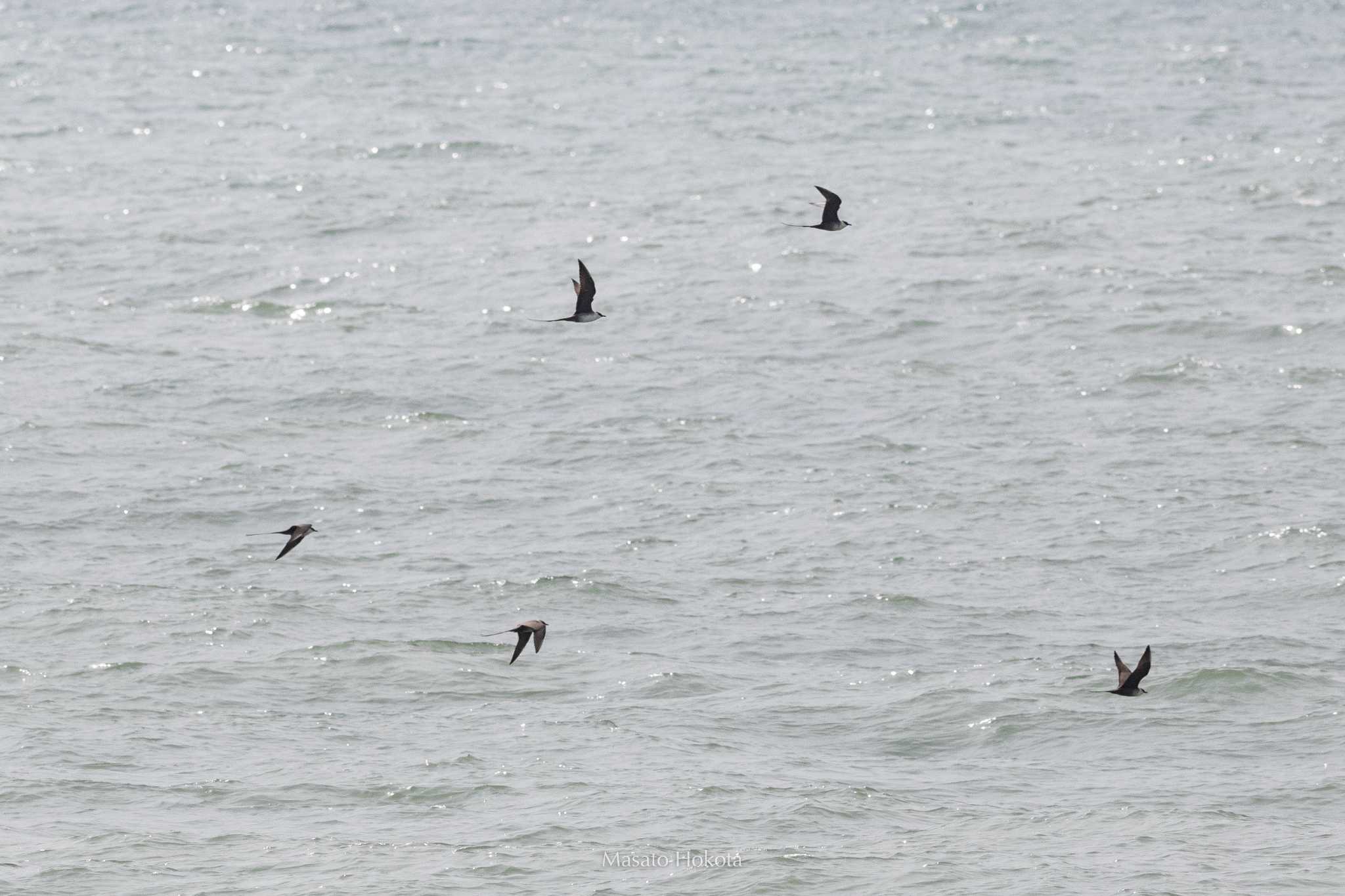 Photo of Long-tailed Jaeger at 飛島航路 by Trio